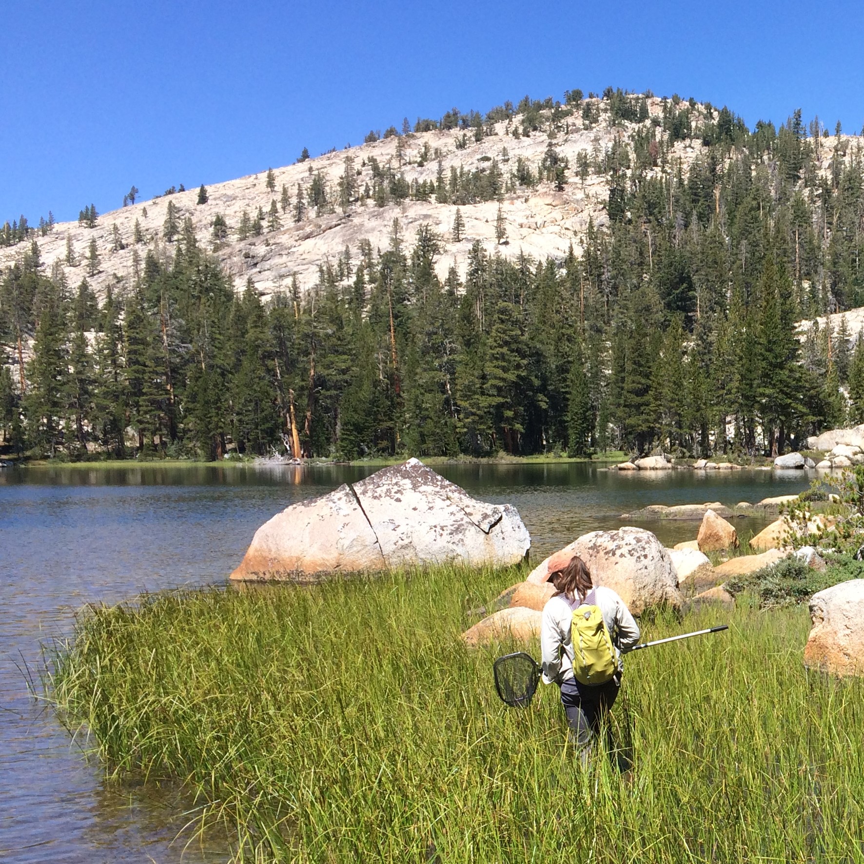 MRLG team member conducting a frog survey at a subalpine lake, Yosemite National Park, CA.